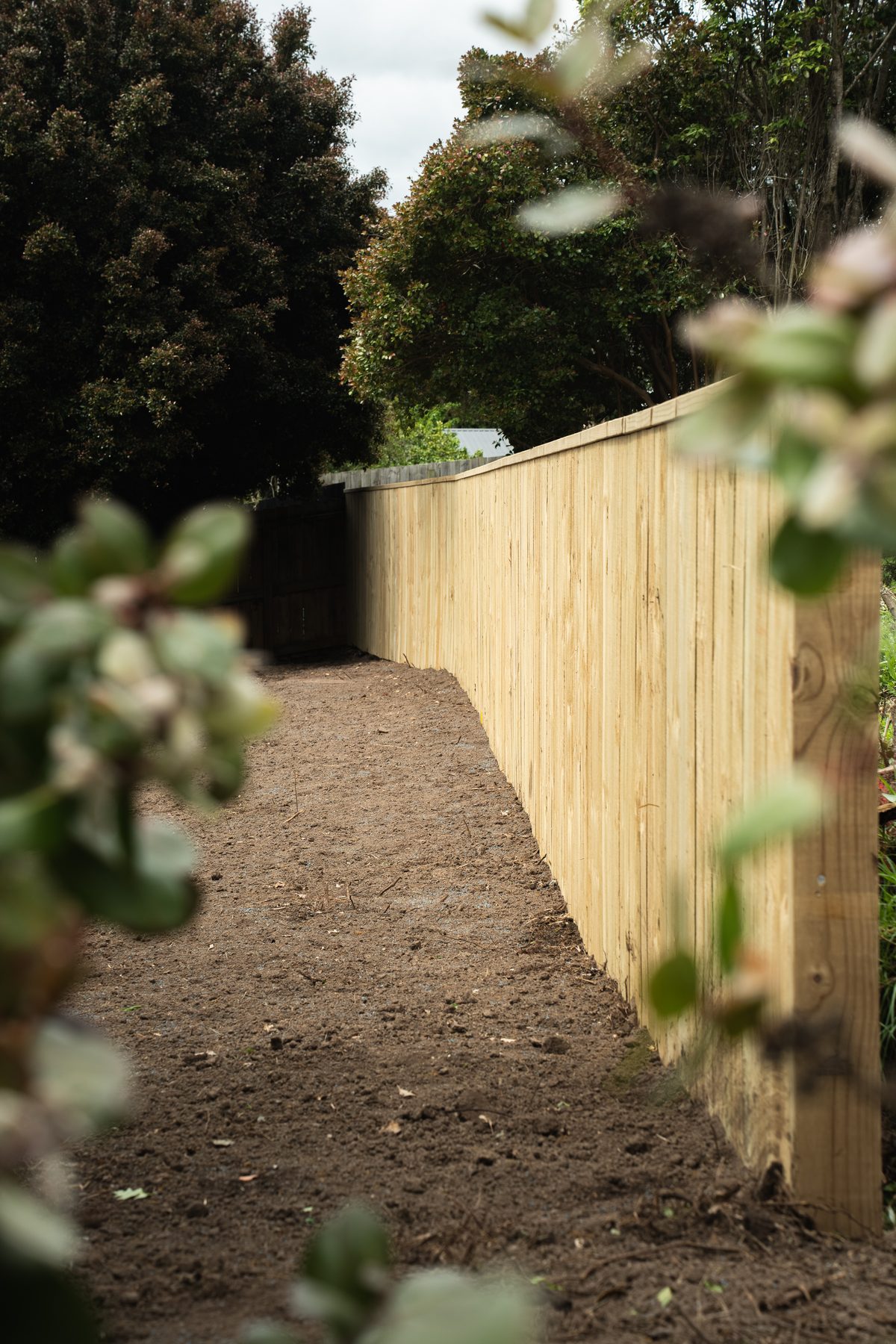 New paling fence along a cleared earth path, seen through leaves in the foreground
